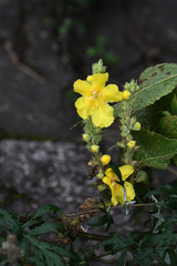 Verbascum phlomoides