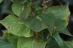 Verbascum phlomoides