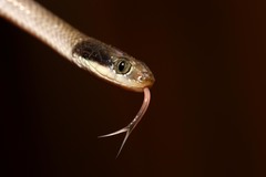 Red-Lipped Snake photo 4