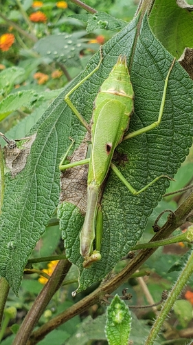 Carolina Mantis, photo 9 of 9