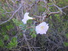 Dwarf Bahamian Trumpet Tree - Photo (c) mikeakresh, some rights reserved (CC BY-NC), uploaded by mikeakresh