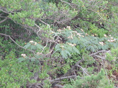 Albizia julibrissin