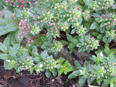 Lysimachia mauritiana