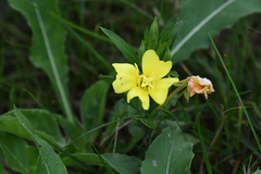 Oenothera pycnocarpa
