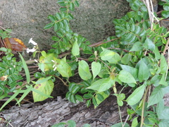 Paederia foetida