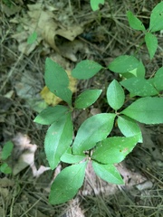 Euonymus obovatus