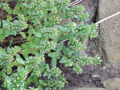 Lysimachia mauritiana