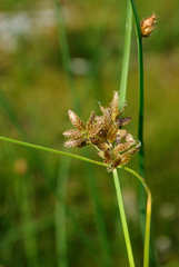 Cyperus diandrus