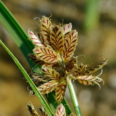 Cyperus diandrus