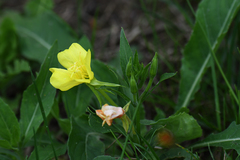 Oenothera pycnocarpa
