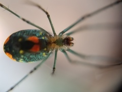 Leucauge
