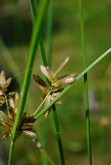 Cyperus diandrus