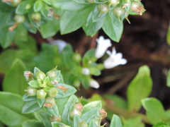 Lysimachia mauritiana