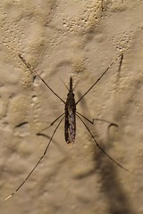 Anopheles