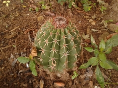 Melocactus