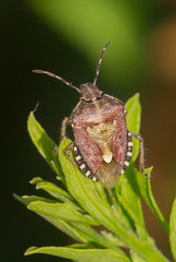 Dolycoris baccarum