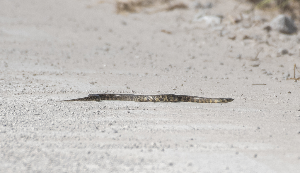 Image showcasing Eastern Kingsnake in August 2020 by Kenny Dayen · iNaturalist