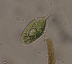 Phacus caudatus