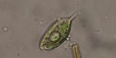Phacus caudatus
