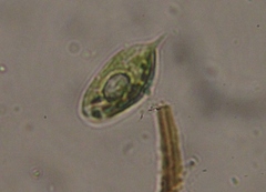 Phacus caudatus
