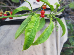 Solanum bahamense