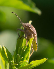 Dolycoris baccarum