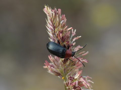 Heliotaurus ruficollis