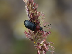 Heliotaurus ruficollis