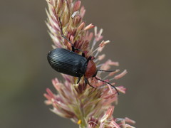 Heliotaurus ruficollis