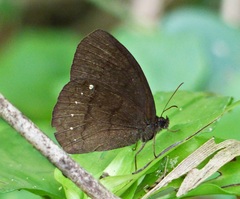 Forsterinaria quantius