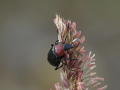 Heliotaurus ruficollis