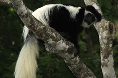 Colobus caudatus