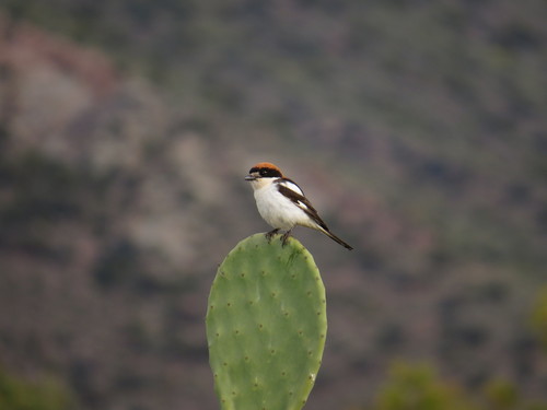 Alcaudón común (Lanius senator)