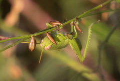 Anacridium aegyptium