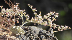 Eriogonum saxatile