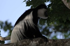 Colobus caudatus