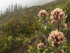 Castilleja parviflora albida
