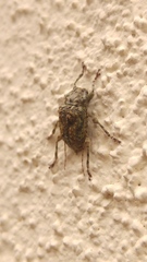 Leptostylus