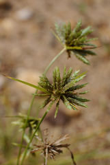 Cyperus lupulinus lupulinus