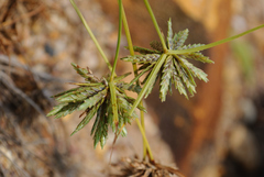 Cyperus lupulinus lupulinus