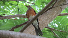 Turdus rufopalliatus