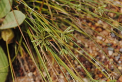 Cyperus lupulinus lupulinus