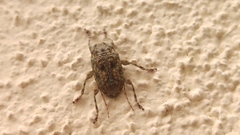 Leptostylus
