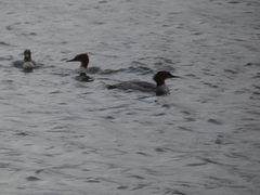 Mergus merganser