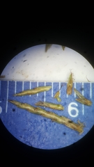 Cyperus odoratus odoratus