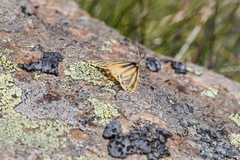 Setina aurita
