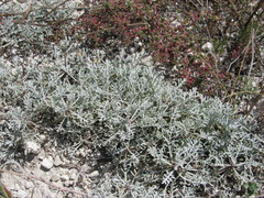 Artemisia hololeuca