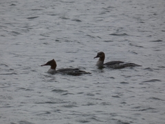 Mergus merganser