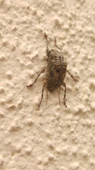 Leptostylus