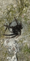Segestria florentina